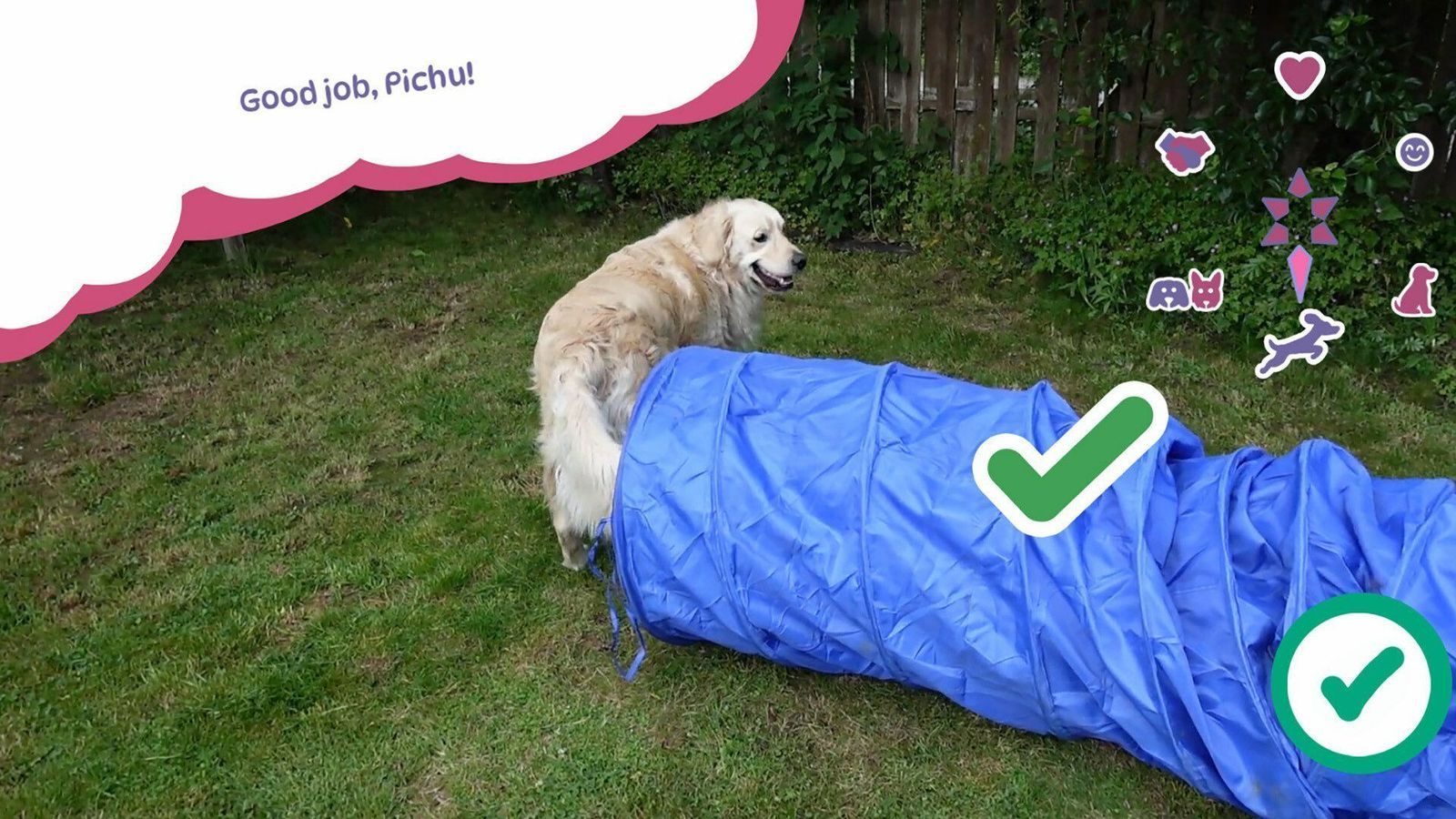 Golden Retriever simple Life 3