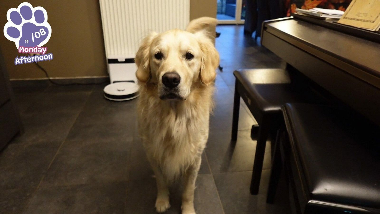 Golden Retriever simple Life 6