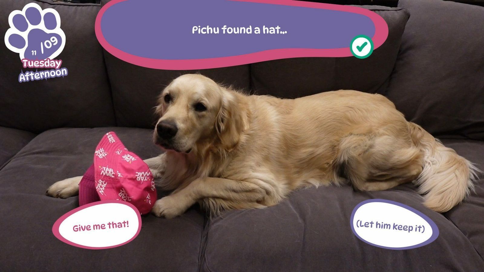 Golden Retriever simple Life 7