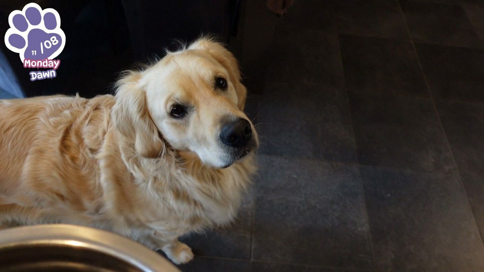 Golden Retriever simple Life 8