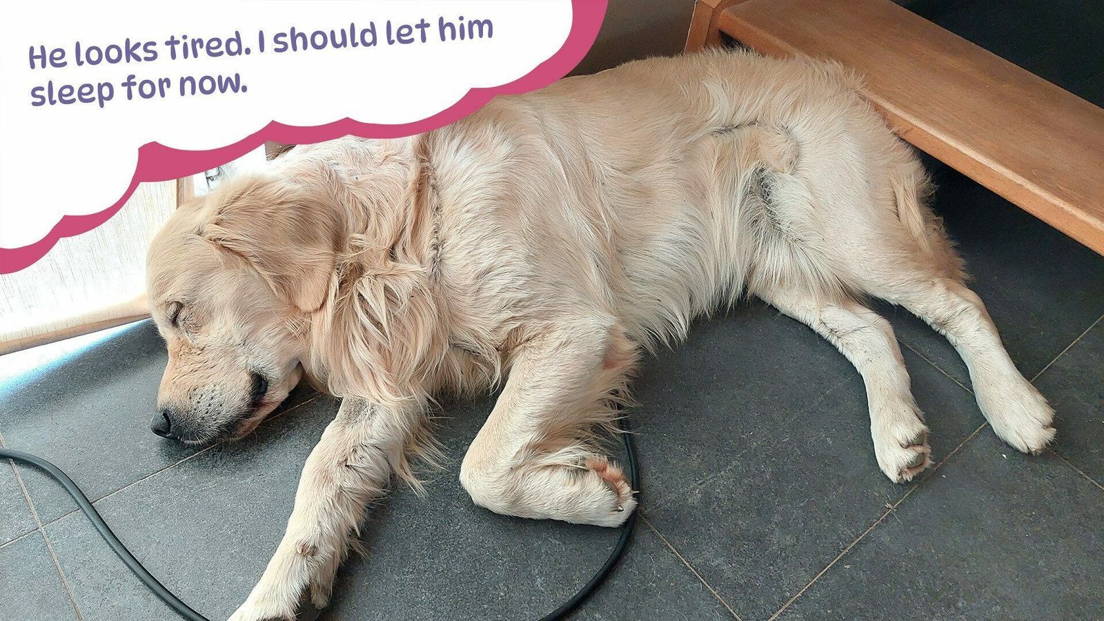 Golden Retriever simple Life 9
