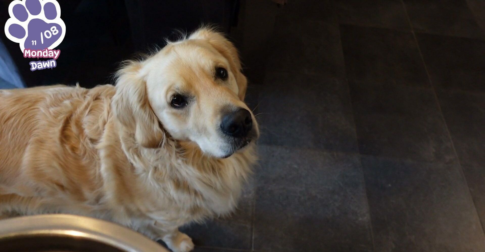 Golden Retriever simple Life 8